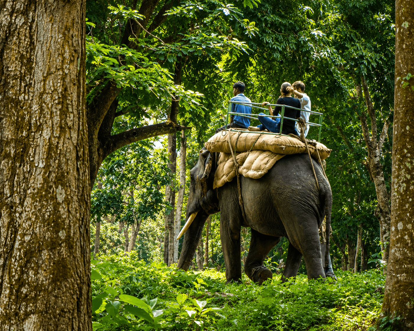 Elephant Safari