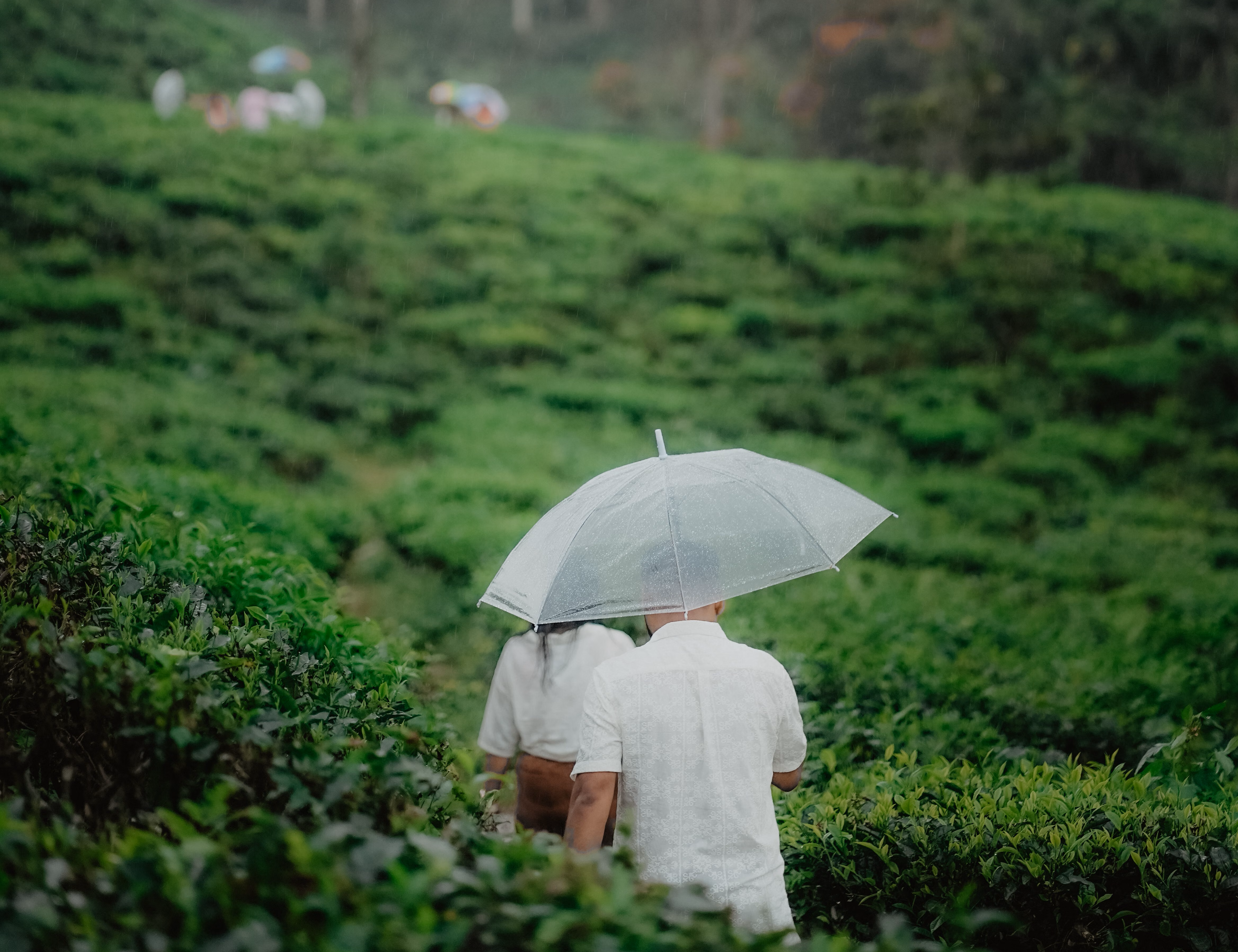 Nature Walk & Plantation Stroll